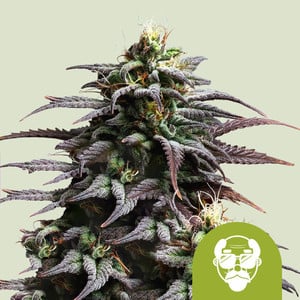 Granddaddy Purple Auto - Royal Queen Seeds - THWC Ltd