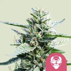 Granddaddy Purple - Royal Queen Seeds - THWC Ltd