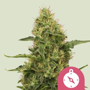 Northern Light - Royal Queen Seeds - THWC Ltd