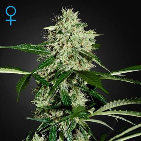 Northern Lights Auto - Greenhouse Seeds - THWC Ltd