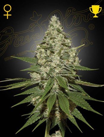 Super Lemon Haze - Greenhouse Seeds - THWC Ltd