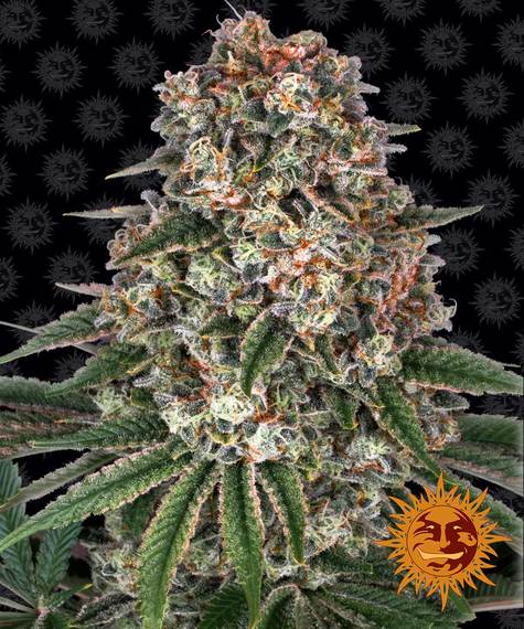 Tropicanna Banana - Barneys Farm - THWC Ltd